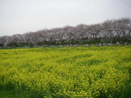 権現堂桜堤