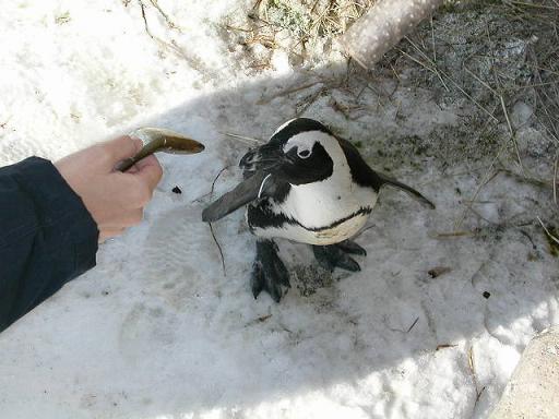 ペンギンのお食事