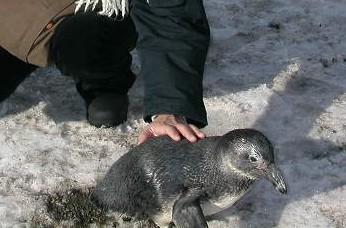 ペンギンタッチ♪