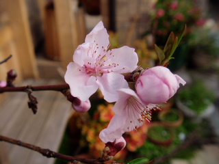 ハナモモ（ピンク）の花