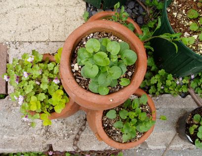 カンパニュラの寄せ植え