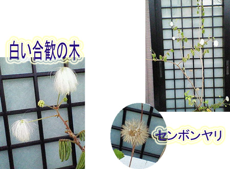 白いネムノキ＆センボンヤリ（実）