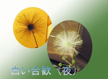 白い合歓