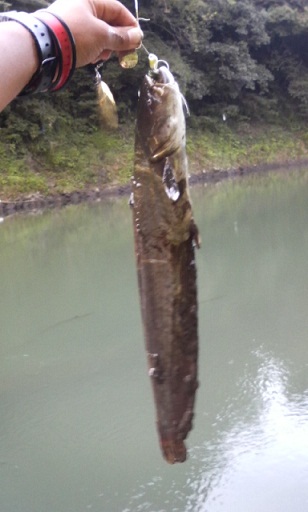 なまじぃ・・・