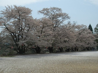 sakura