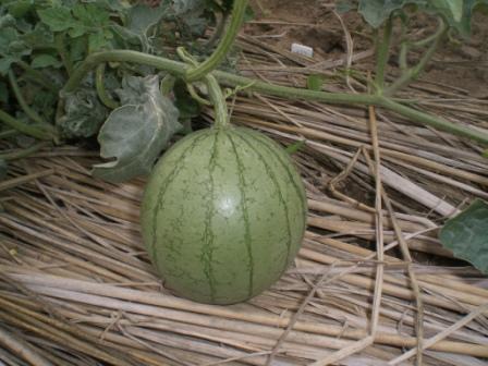 今日の小玉スイカ６月２８日１