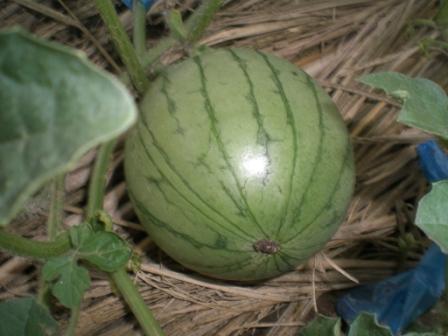 今日の小玉スイカ６月２８日２