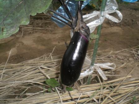 長ナス６月２８日