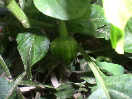 ピーマン６月２８日１