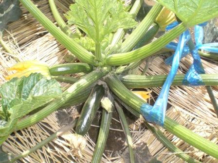 ６月１５日　ズッキーニ