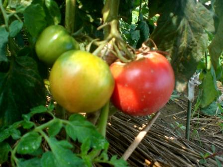 桃太郎７月９日１