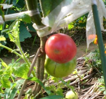 桃太郎７月９日２