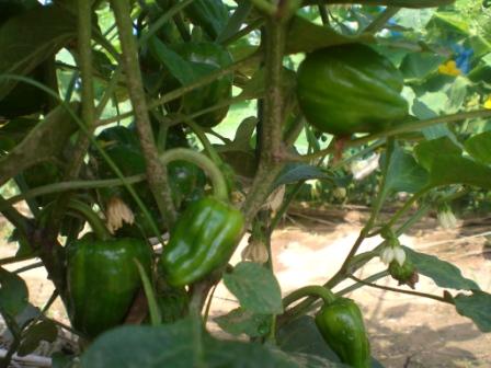 ピーマン７月９日