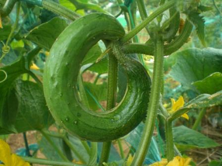 ○いきゅうり　７月１１日