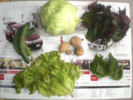 本日の収穫　７月１１日