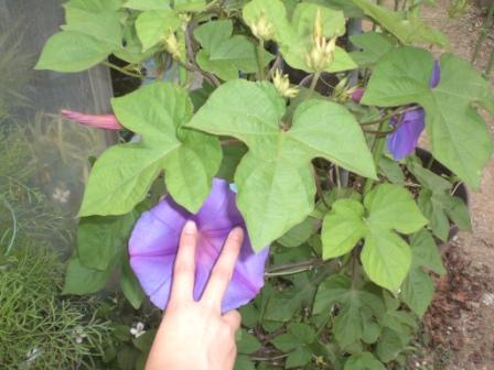 オーシャンブルー７月１日２