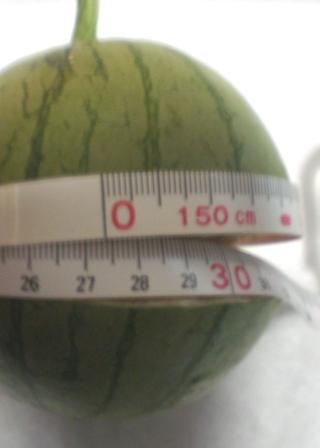 小玉スイカ７月６日３