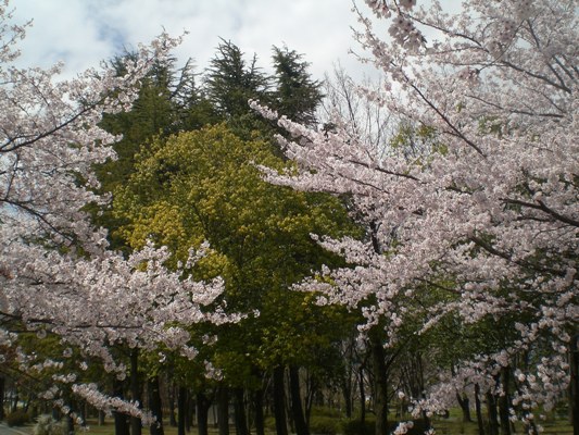 ４月１９日桜２