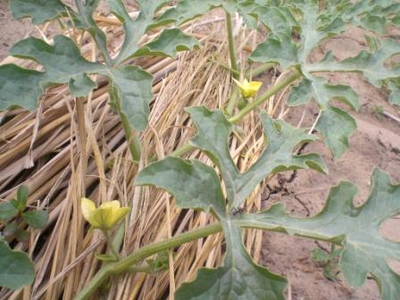 小玉スイカの雌花と雄花
