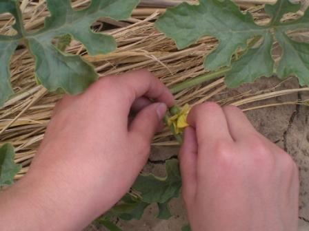 小玉スイカの受粉