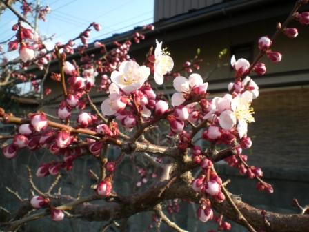 梅　３月２９日