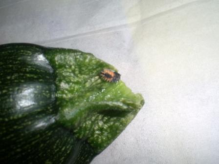 テントウムシの幼虫６月２７日