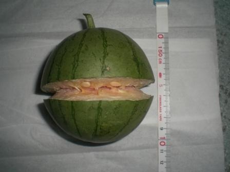 小玉スイカ７月６日４