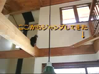 キャットウォークのある家【猫ムービー】