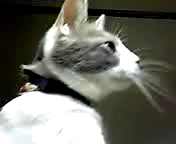 ニャンコアタッカー花梨♪