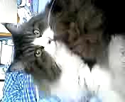 『第2回　ねこ動画コンテスト』開催！