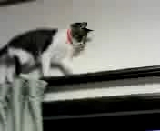 カーテンレールに登ったにゃんこが