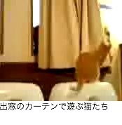  猫のブティックやさんごっこ