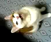 ねこ動画コンテスト