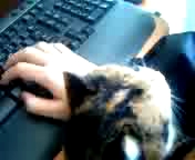 動いてないけど…どうがな!?