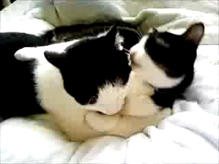 第2回　ねこ動画コンテスト！