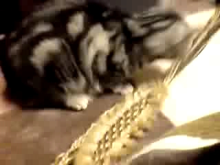 ★やっぱりふわふわが大好き、しゃ～★