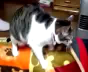 ルナの太腿マッサージ。