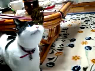 海苔ちょうだいっ!!