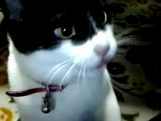 海苔ちょうだいっ!! ２