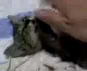 ねこ動画コンテスト（猫ムービー）