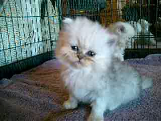 【動画】 おねむのななちゃん