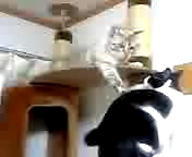 ネコパンチ対決？【猫動画】
