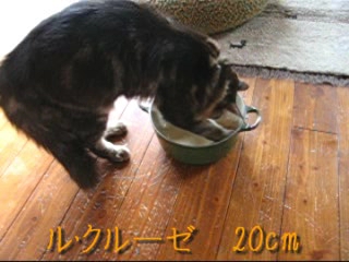 ルク大好き！【猫ムービー】