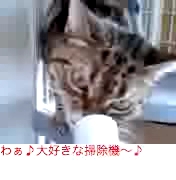 カレン、大好きな掃除機に大興奮♪