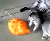 おもちゃに夢中♪【猫動画】