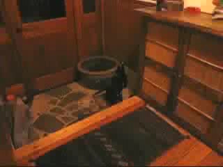 深夜の運動会 【猫ムービー】