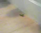 WBAライトフライ級 COCO vs ショウユバッタ