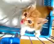 そなの鳴き動画