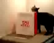  お猫様に香り付き紙袋