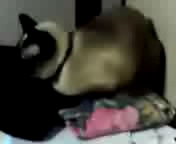 ワインレッドの瞳が素敵でしょ♪